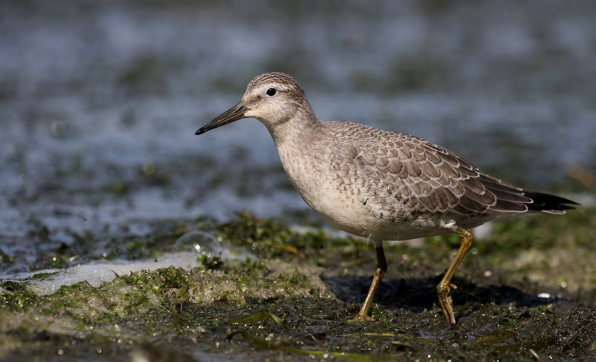 Red Knot - Jay McGowan