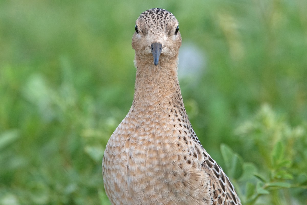 Buff-breasted Sandpiper - ML260716951