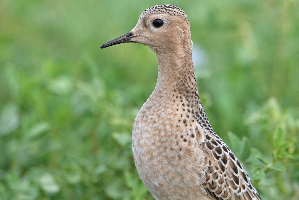 Buff-breasted Sandpiper - ML260717001