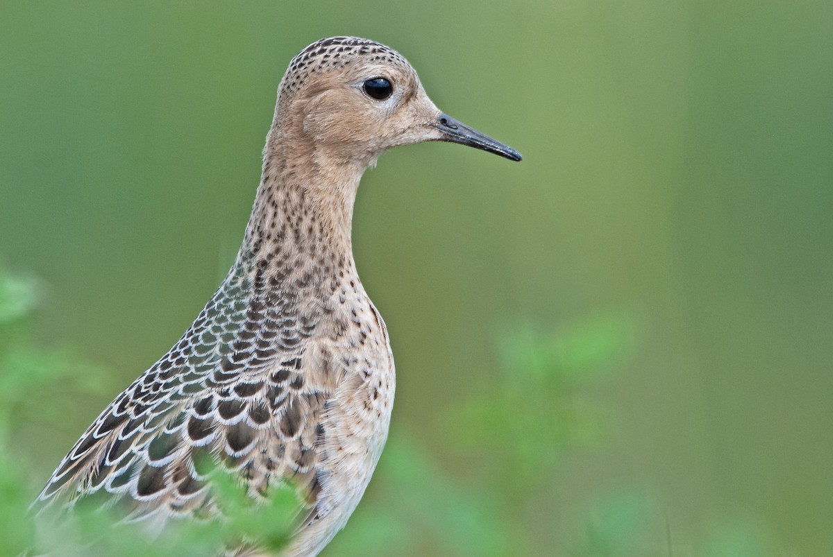 Buff-breasted Sandpiper - ML260717061