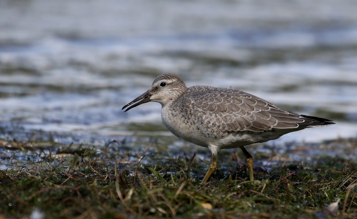 Red Knot - Jay McGowan