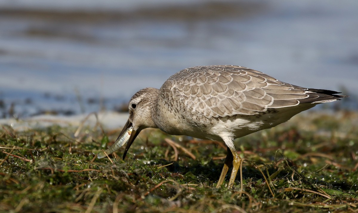 Red Knot - Jay McGowan