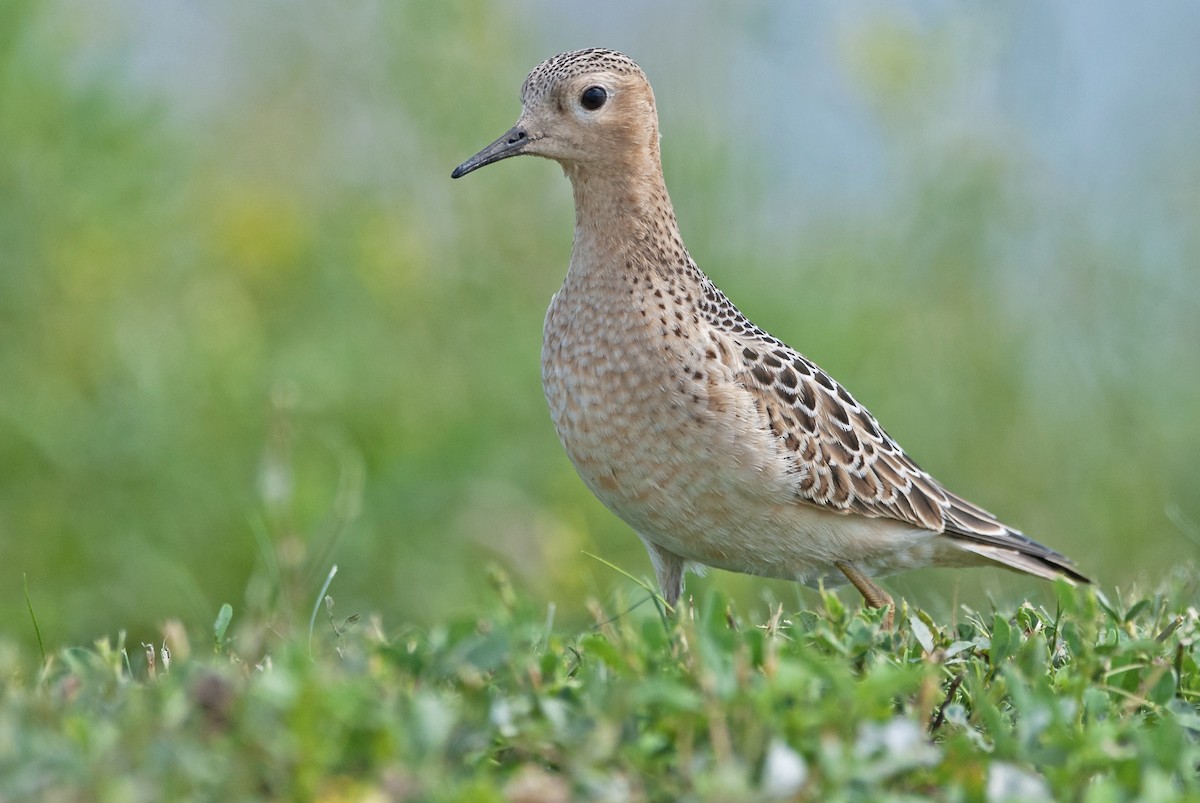 Buff-breasted Sandpiper - ML260717141