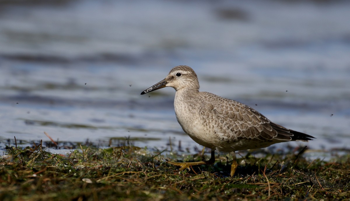 Red Knot - Jay McGowan