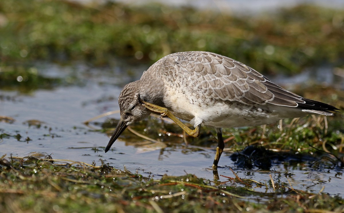 Red Knot - Jay McGowan