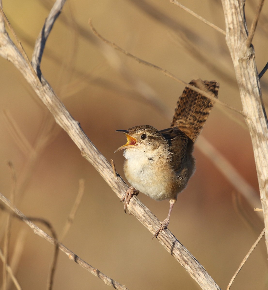 Grass Wren (Pampas) - ML260717431