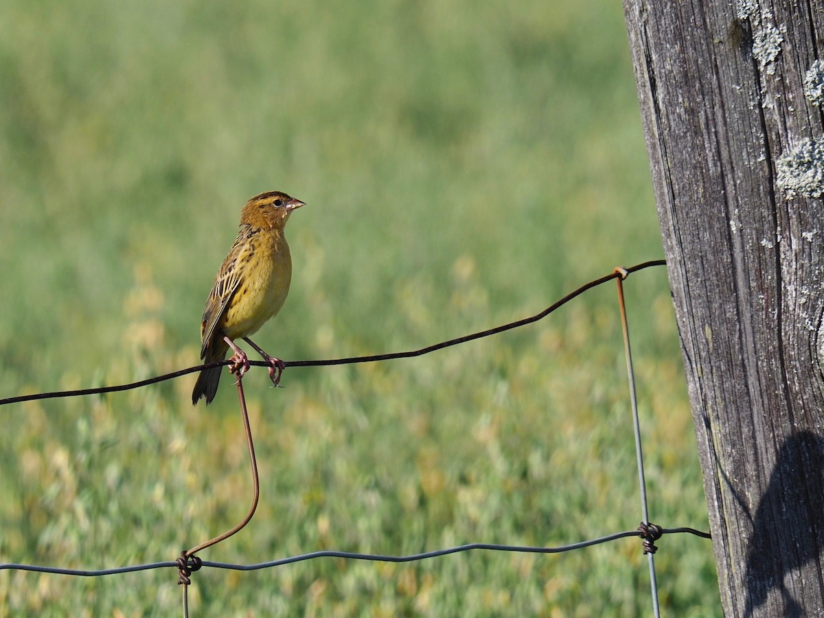 Bobolink - Bruce Gates