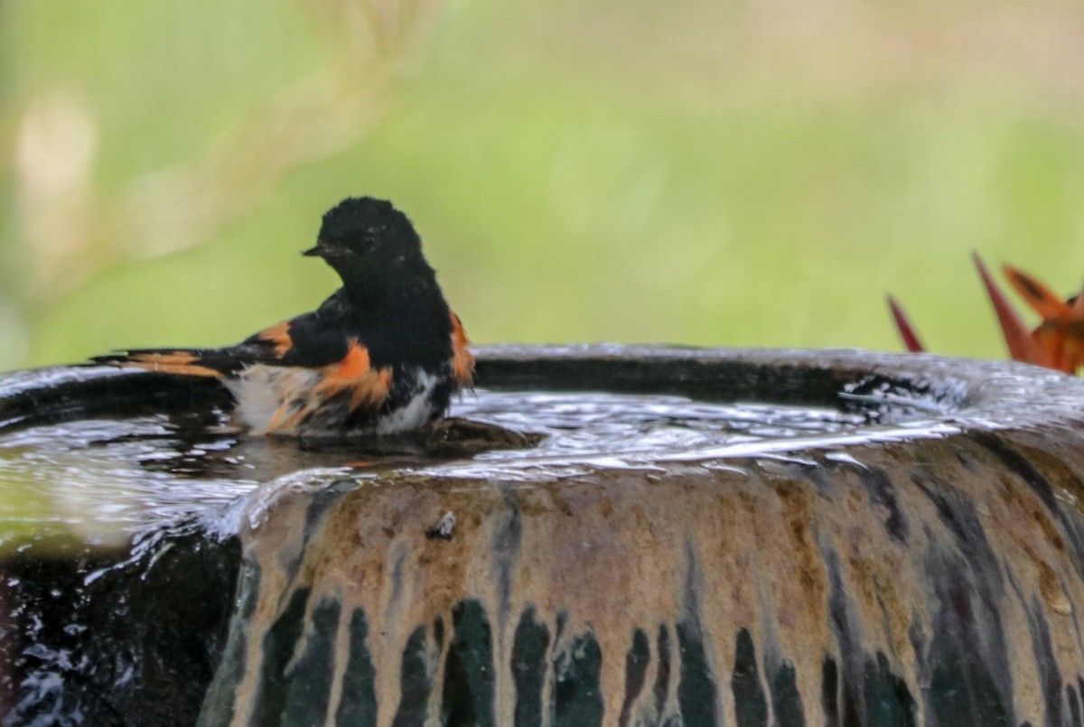 American Redstart - ML260718091