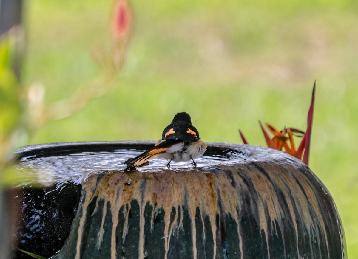 American Redstart - ML260718181