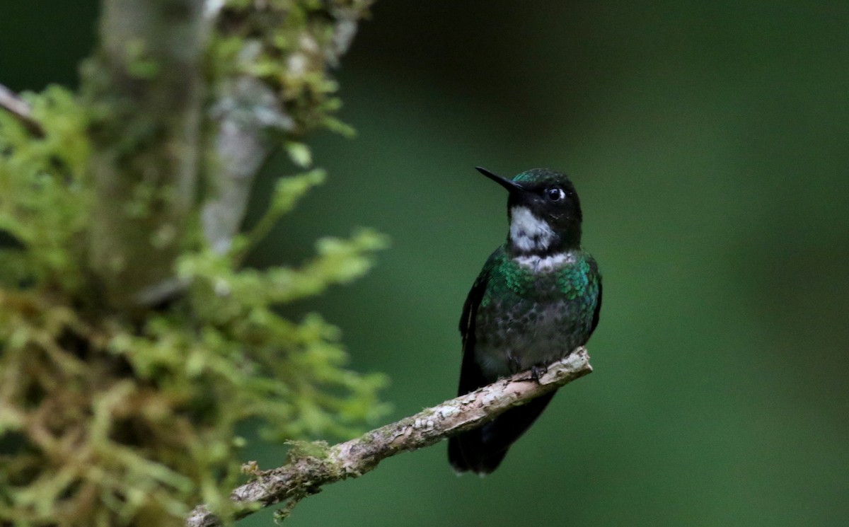 Colibrí Turmalina - ML26071831