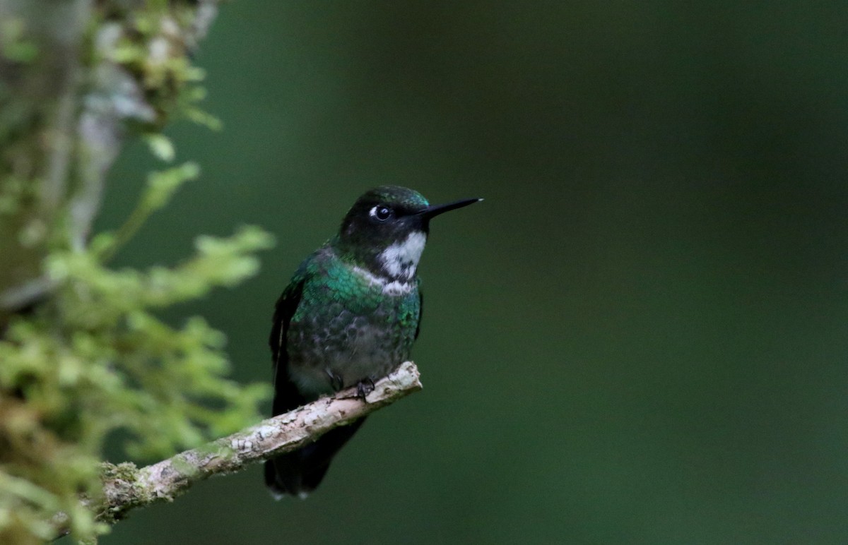 Colibrí Turmalina - ML26071851