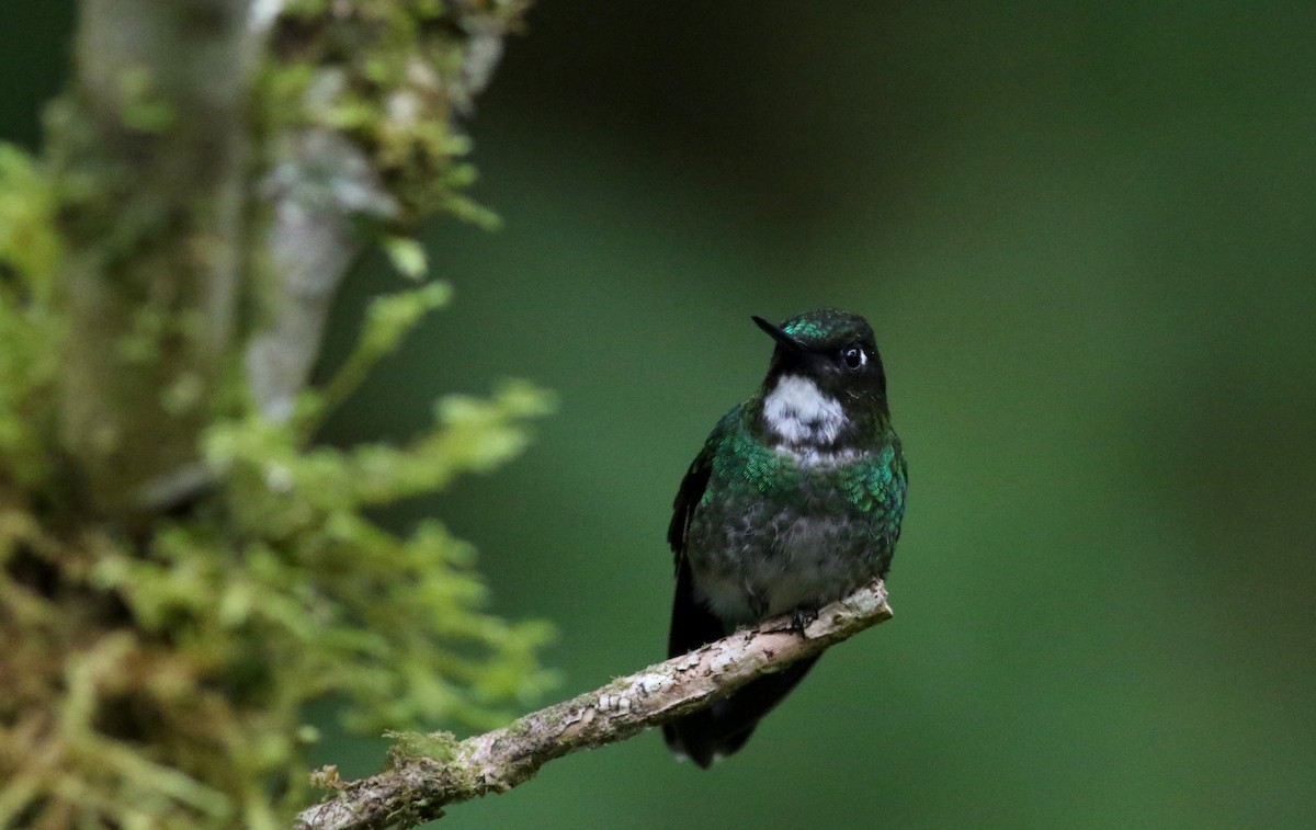 kolibřík turmalinový - ML26071881