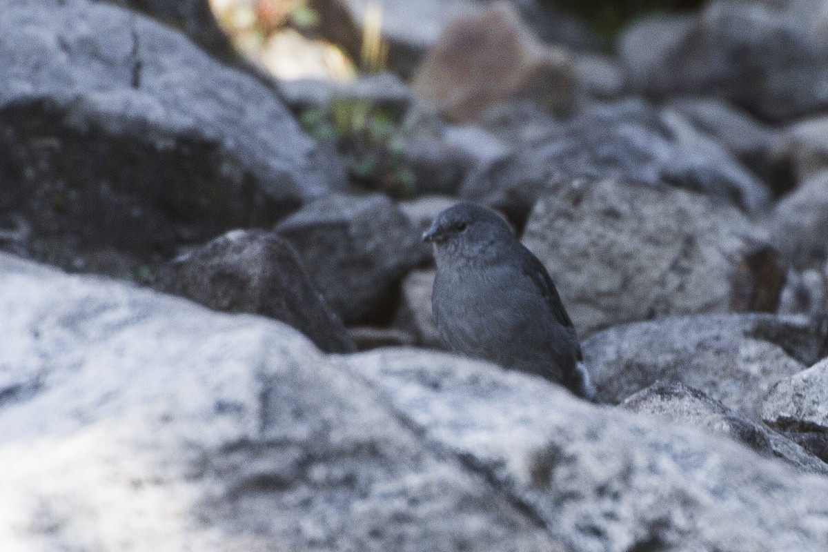 Plumbeous Sierra Finch - ML26071891