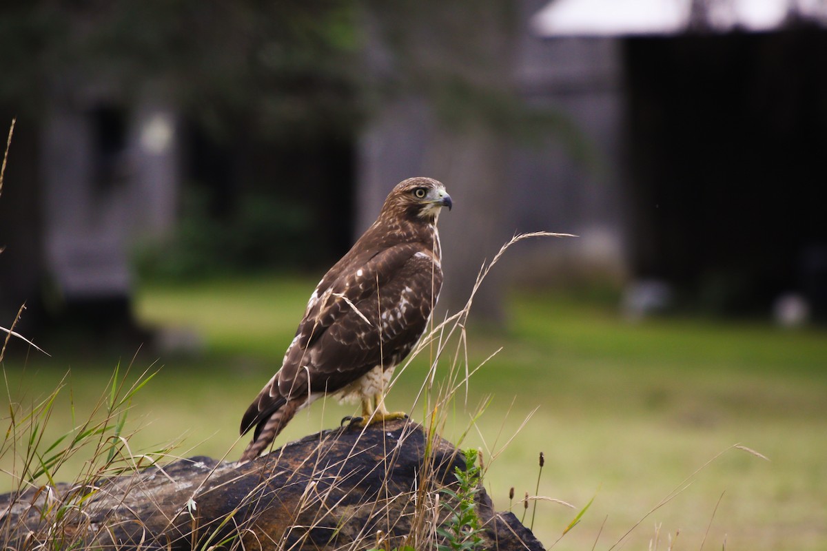 Red-tailed Hawk (borealis) - Nicolas Main