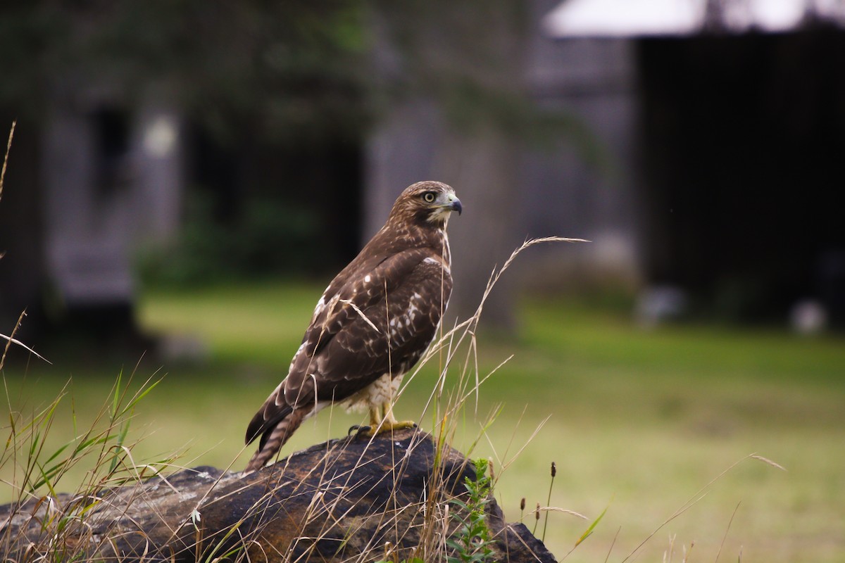 Rotschwanzbussard (borealis) - ML260719791