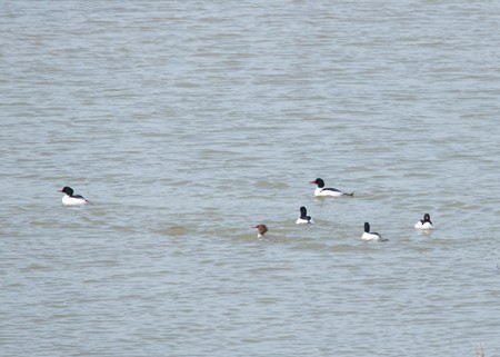 Common Merganser - Lori Widmann