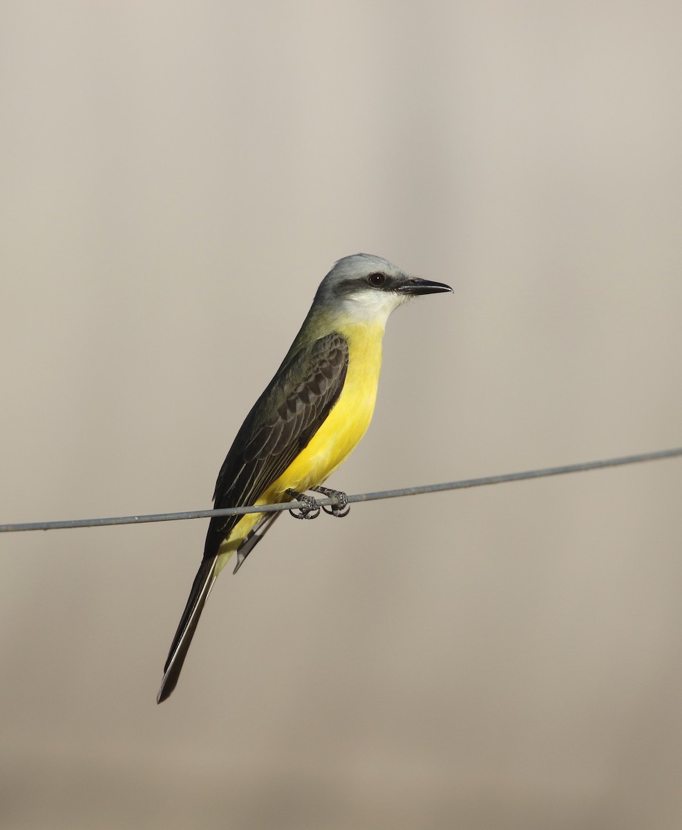 White-throated Kingbird - ML260721121