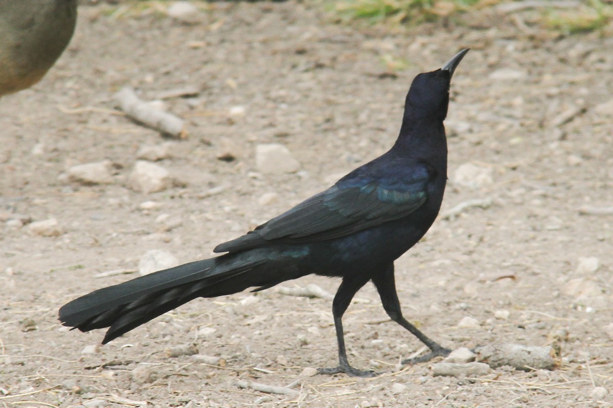 Great-tailed Grackle - ML26072141