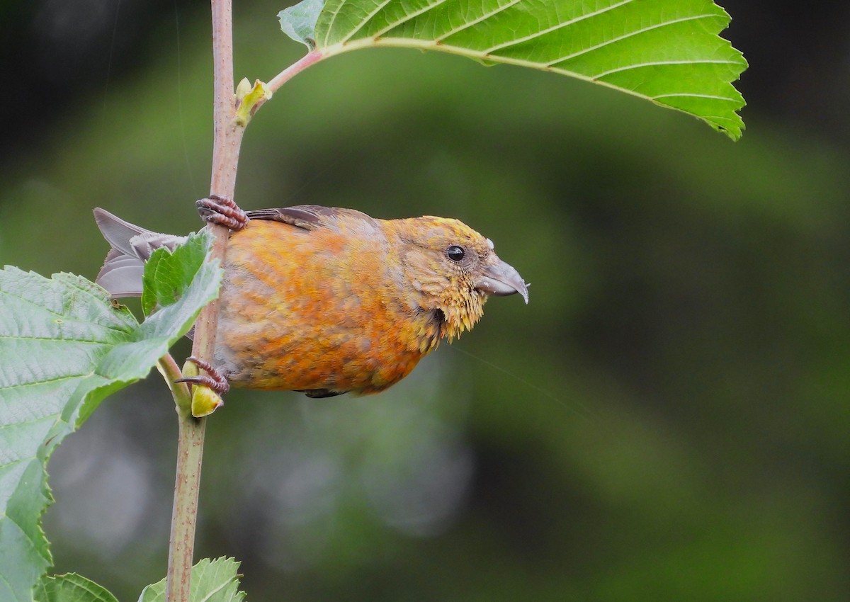 Red Crossbill - ML260721651