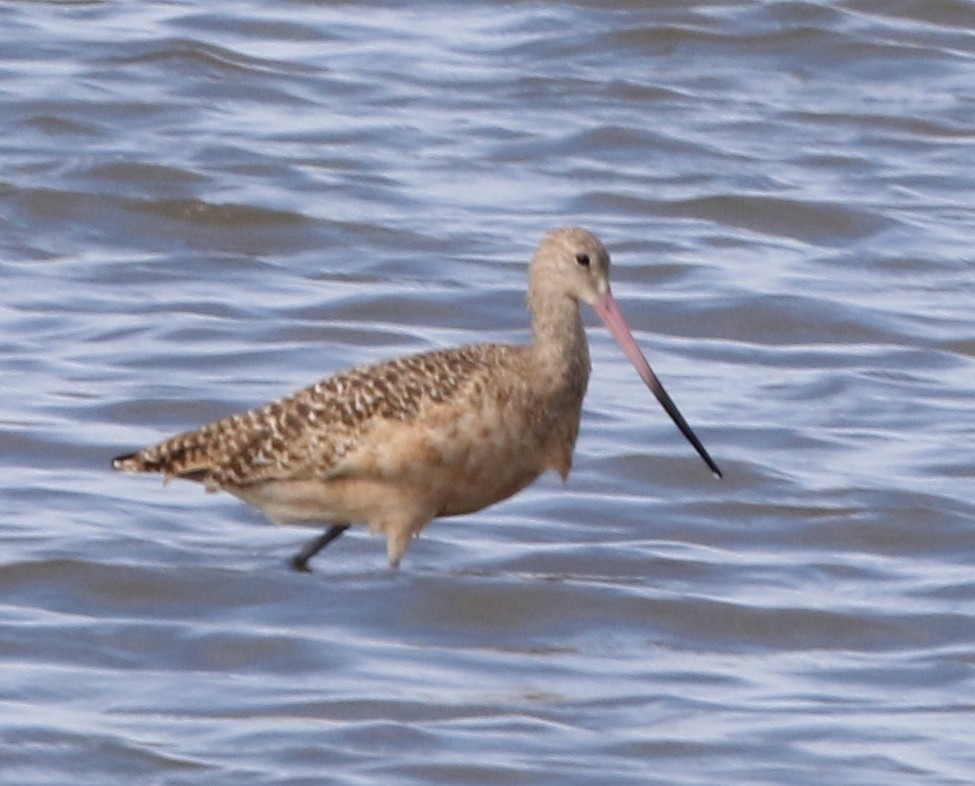 Marbled Godwit - ML260721721