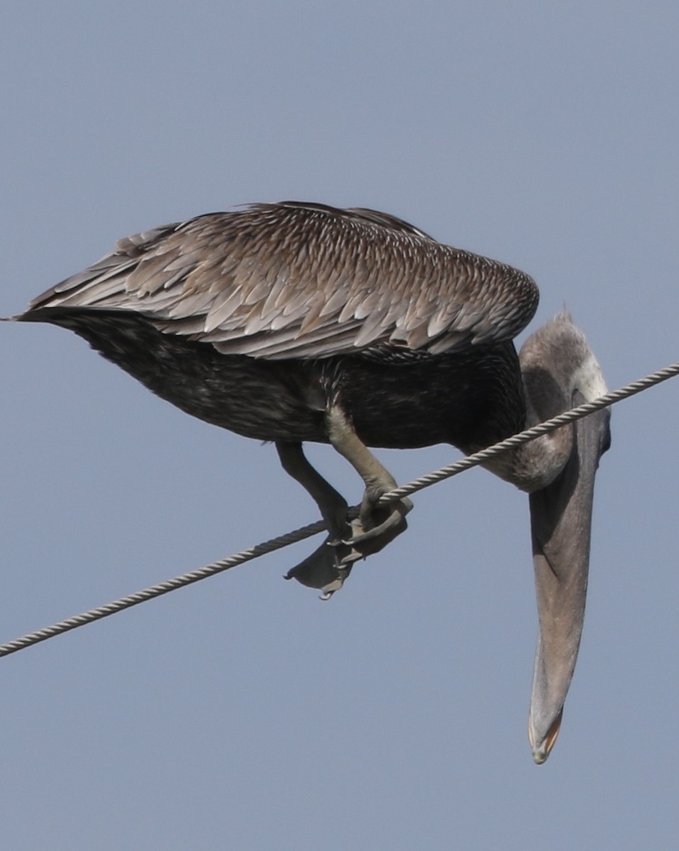 Brown Pelican - ML260721781