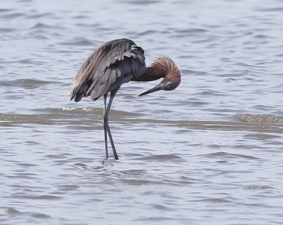 Reddish Egret - ML260721831