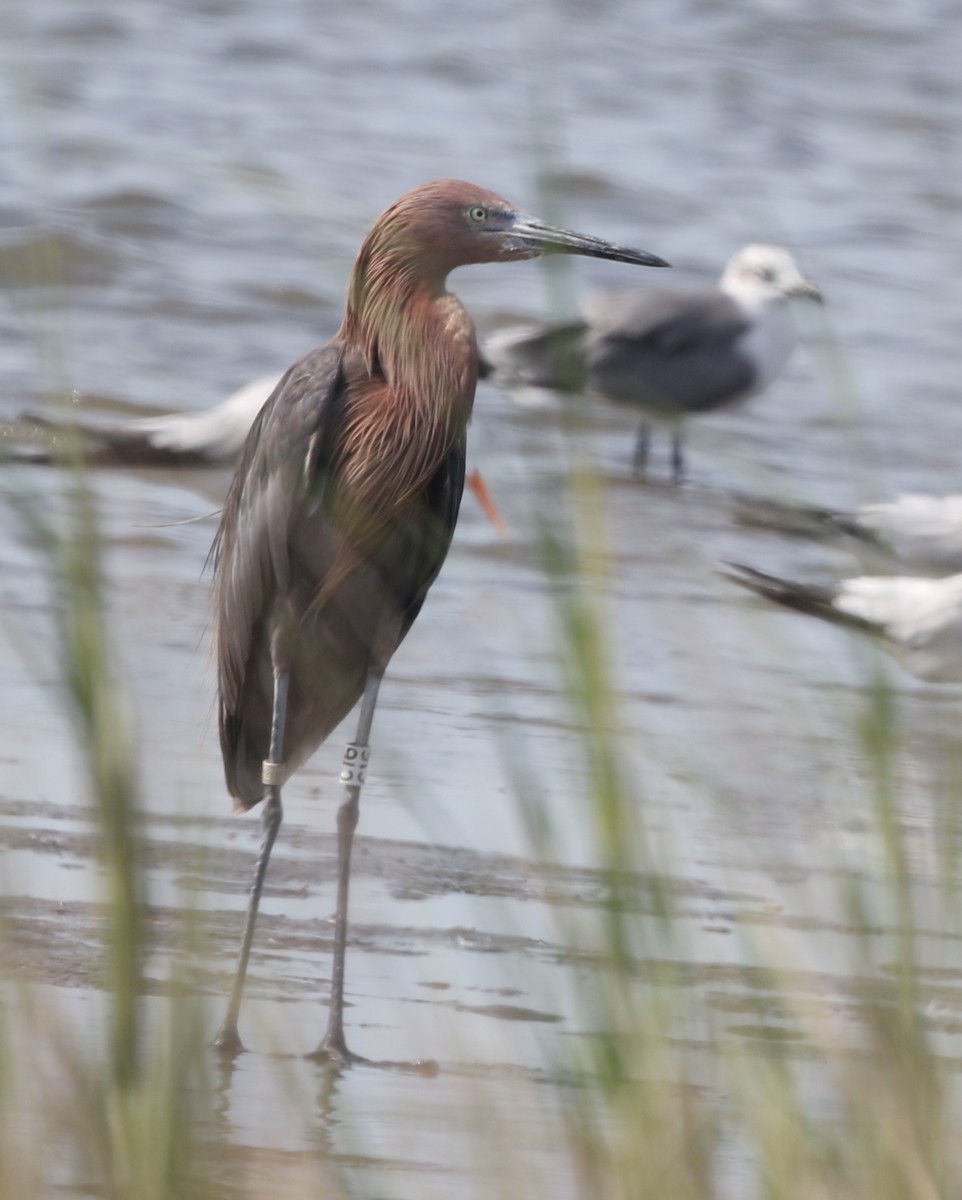 Reddish Egret - joan garvey