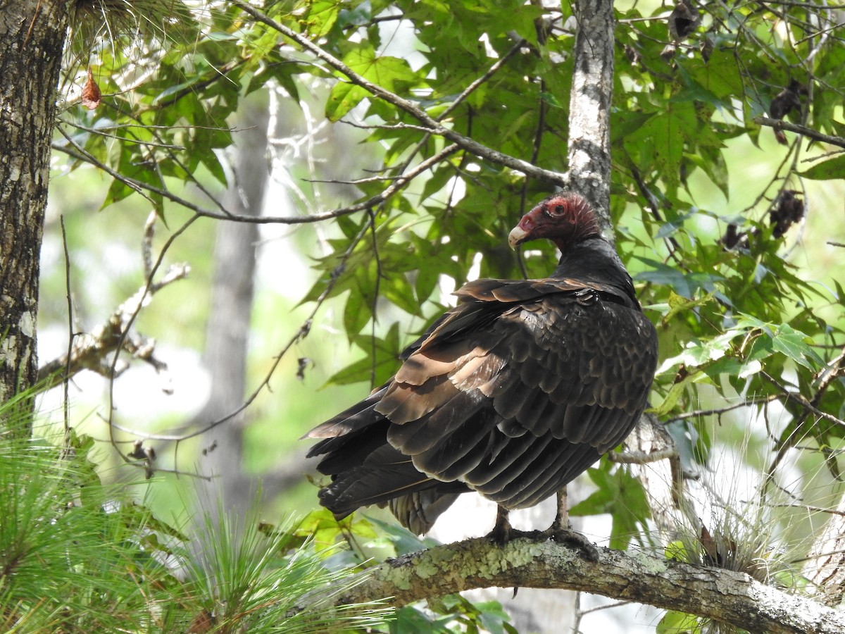 Turkey Vulture - ML260723471