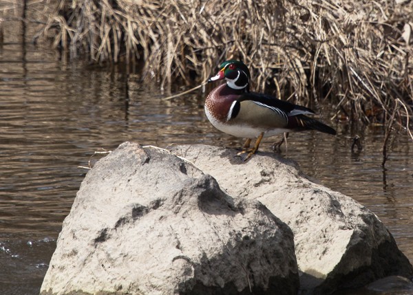 Wood Duck - Lori Widmann