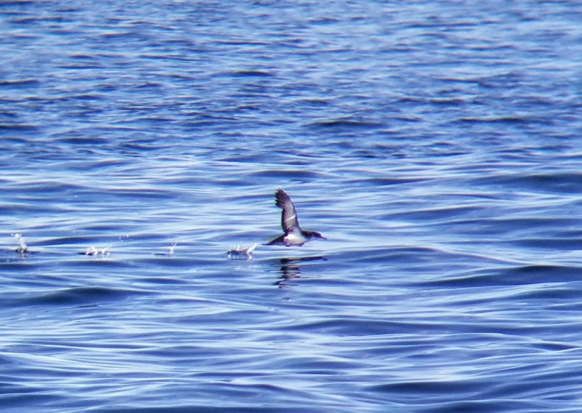 Manx Shearwater - ML260726061