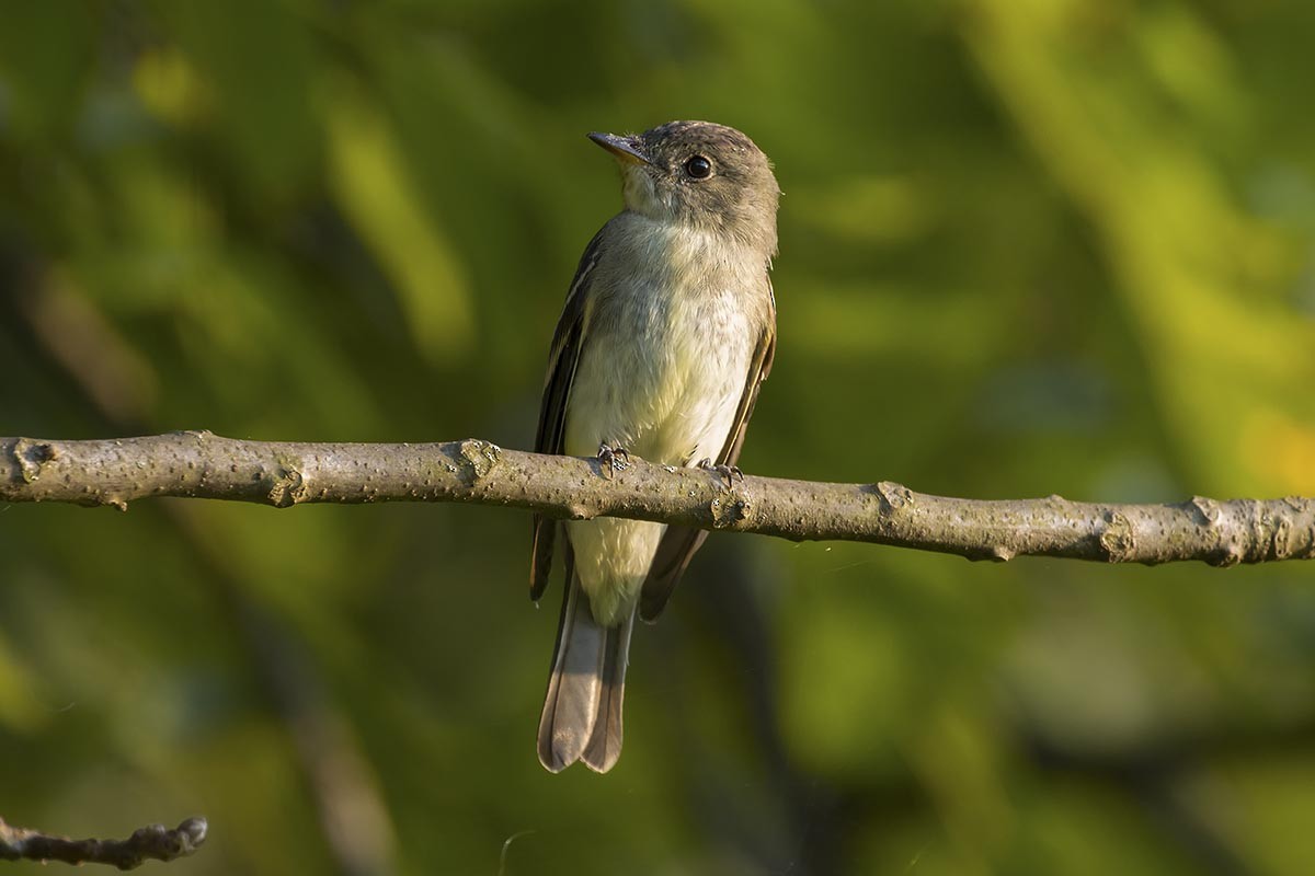 Alder/Willow Flycatcher (Traill's Flycatcher) - ML260726481