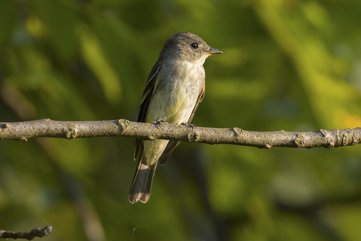 Alder/Willow Flycatcher (Traill's Flycatcher) - ML260726491