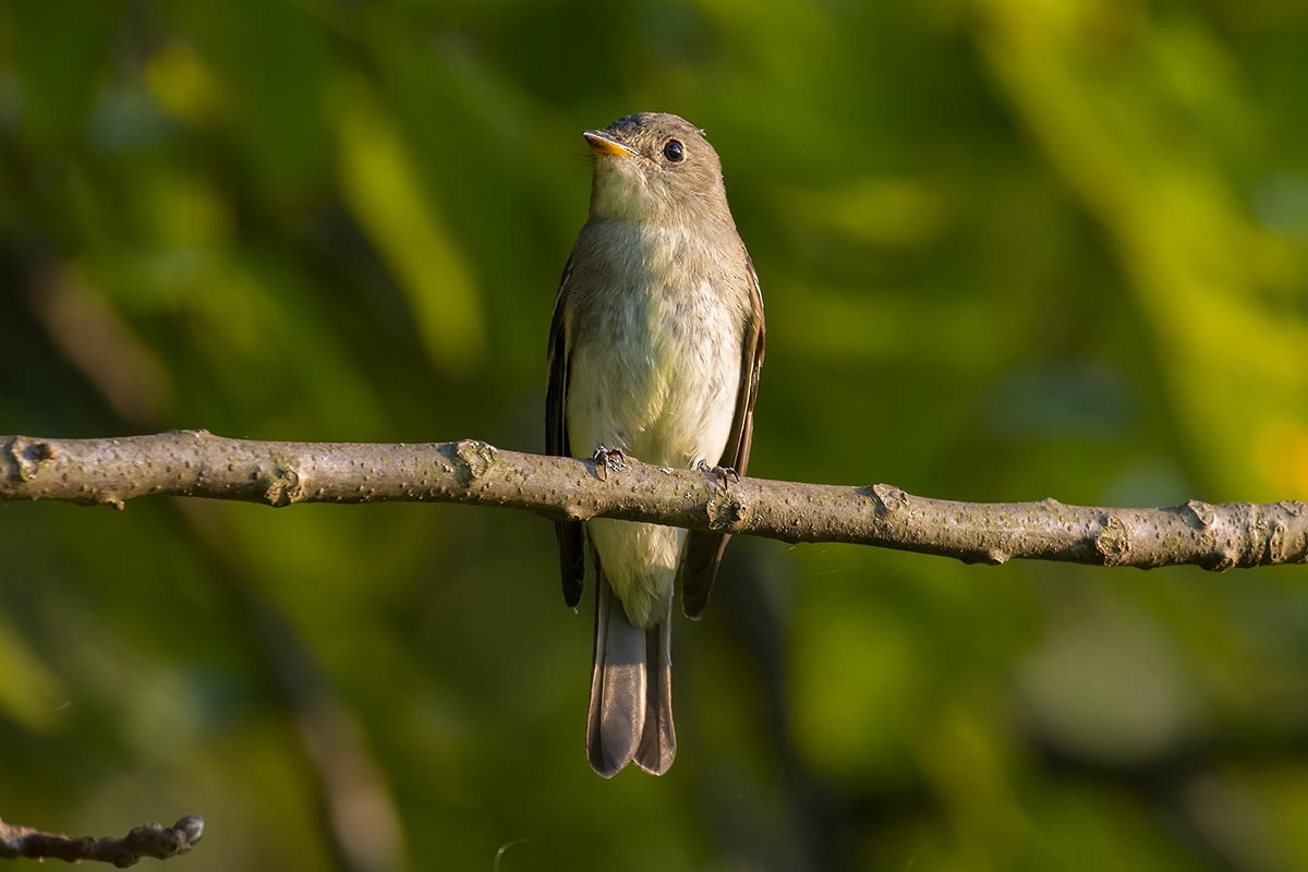 Alder/Willow Flycatcher (Traill's Flycatcher) - ML260726501