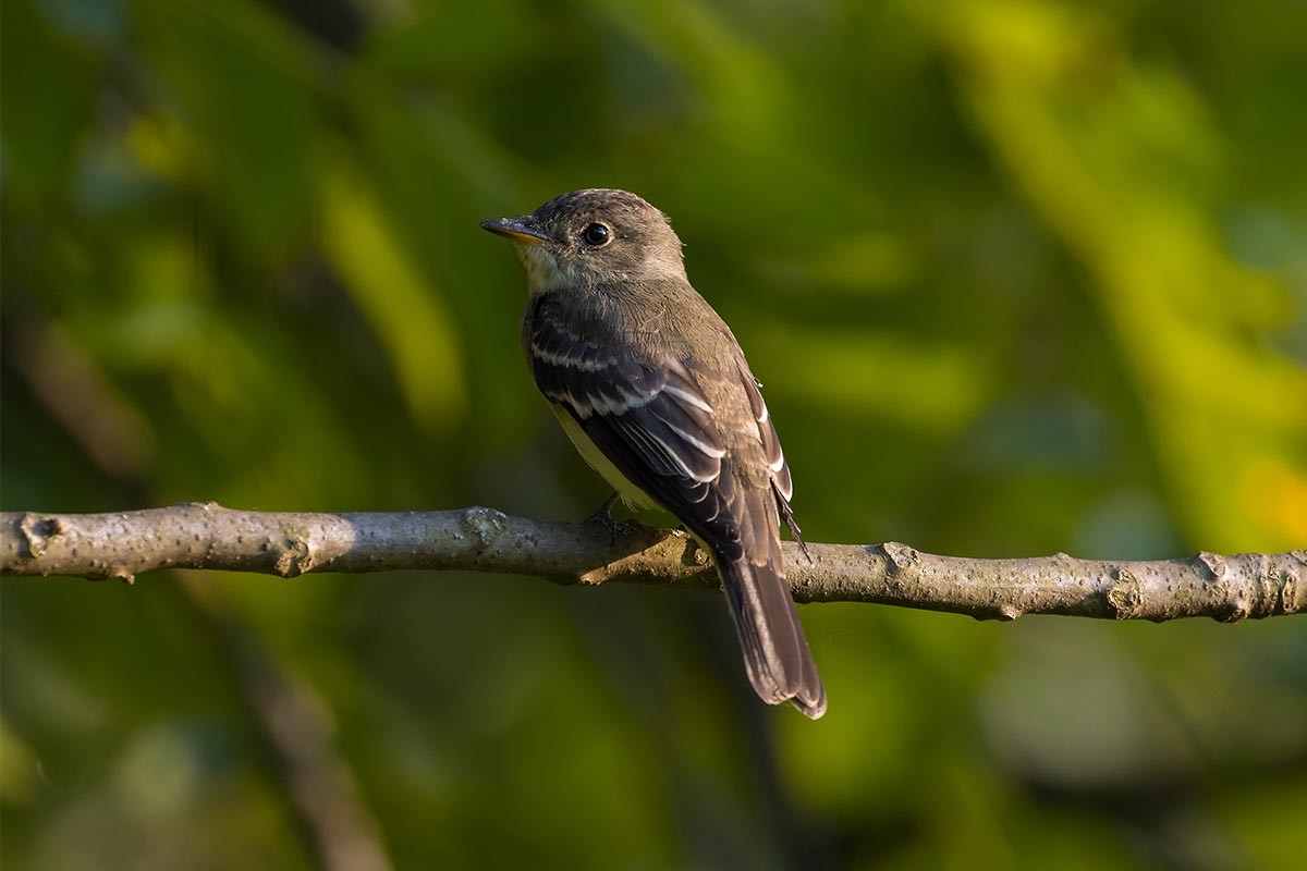 Alder/Willow Flycatcher (Traill's Flycatcher) - ML260726521