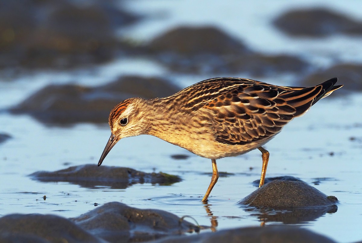 Sharp-tailed Sandpiper - Andrew Spencer