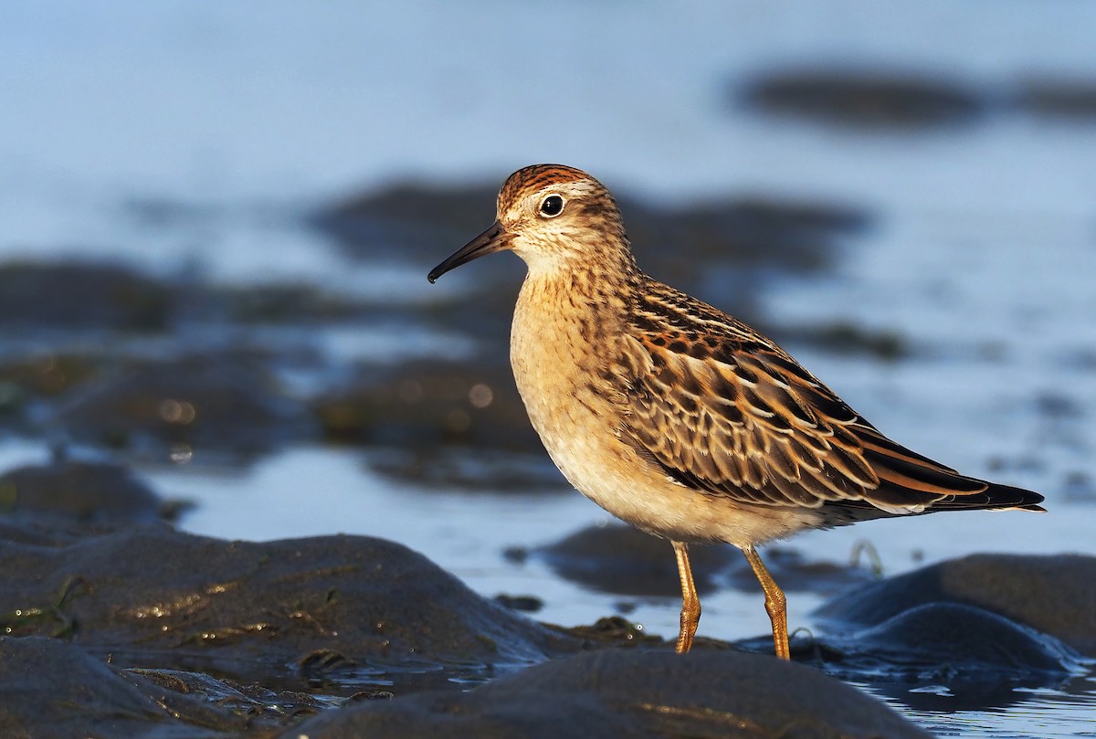 Sharp-tailed Sandpiper - ML260727071