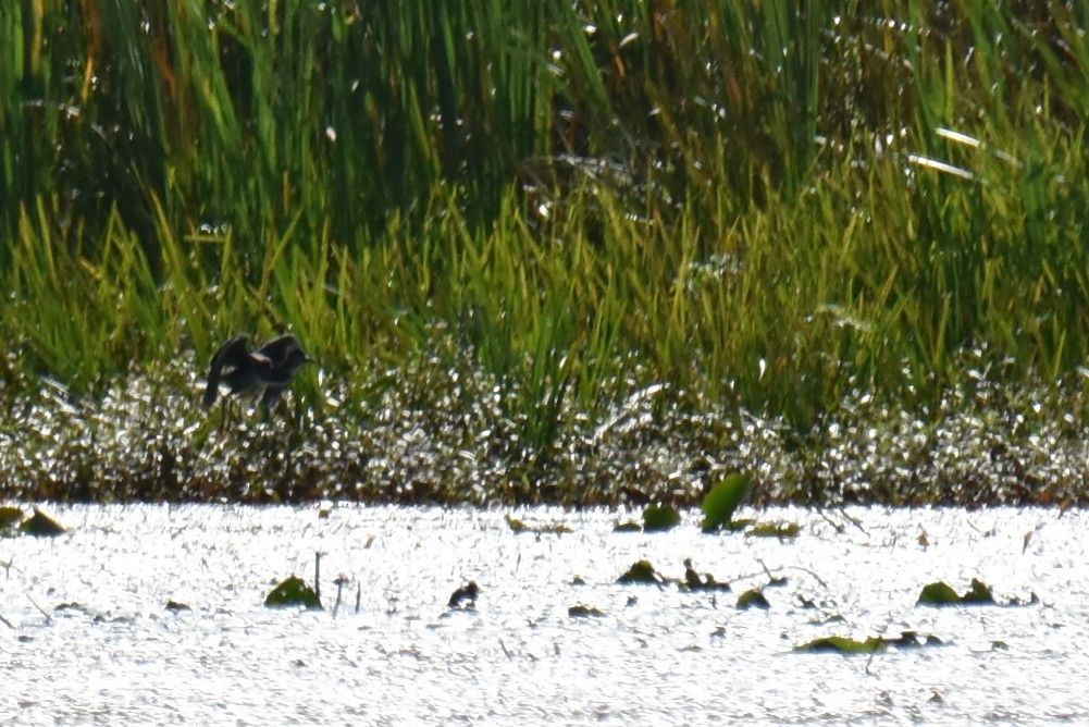 Green Heron - ML260727911