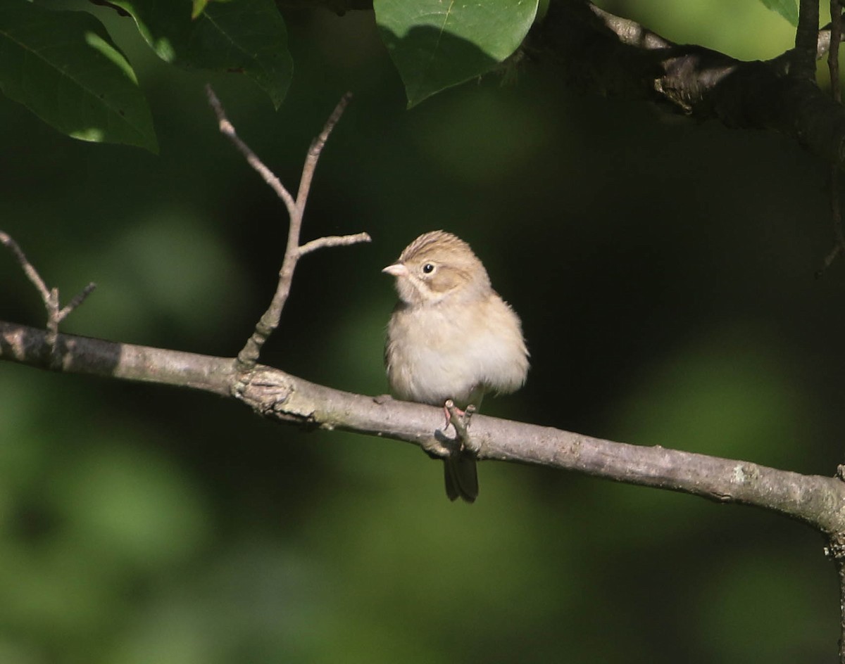 Brewer's Sparrow - ML260729811