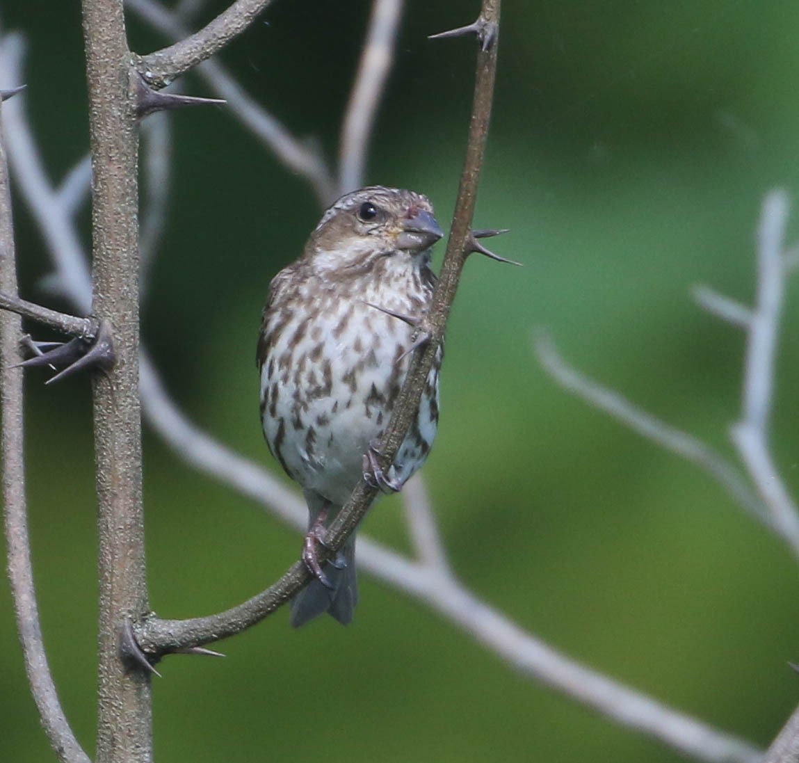 Purple Finch - ML260730281