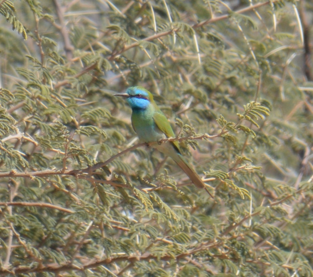 Arabian Green Bee-eater - ML260730371