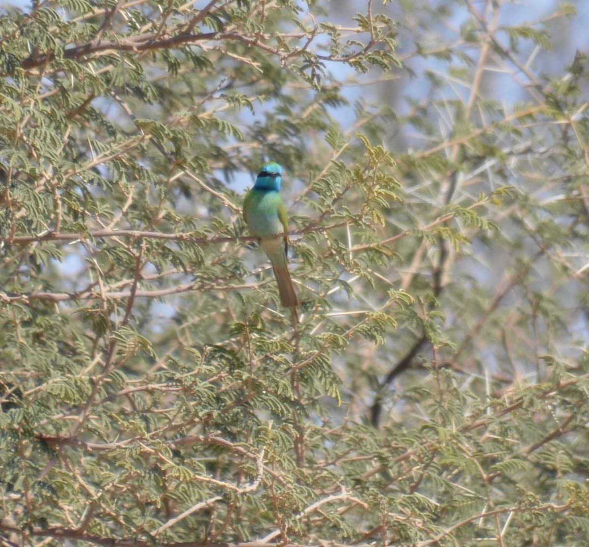 Arabian Green Bee-eater - ML260730381