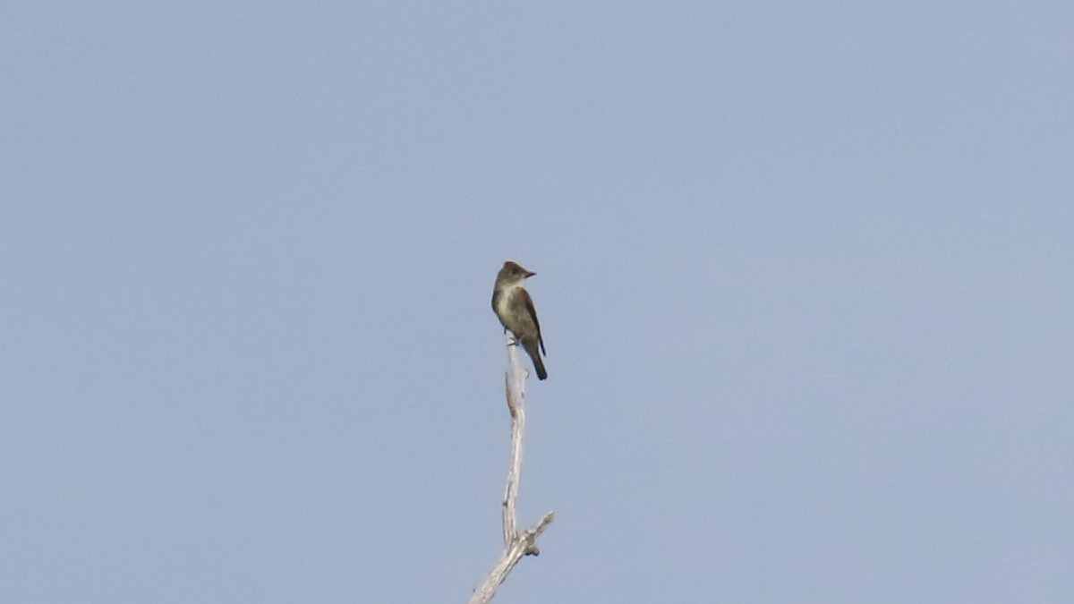 Olive-sided Flycatcher - George Nassiopoulos