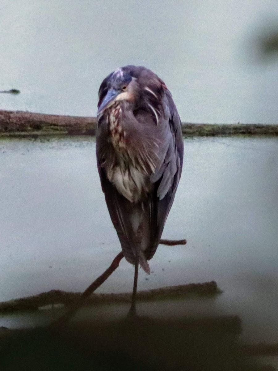 Great Blue Heron - Kalpesh Krishna