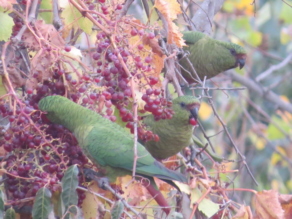 Austral Parakeet - ML260734361