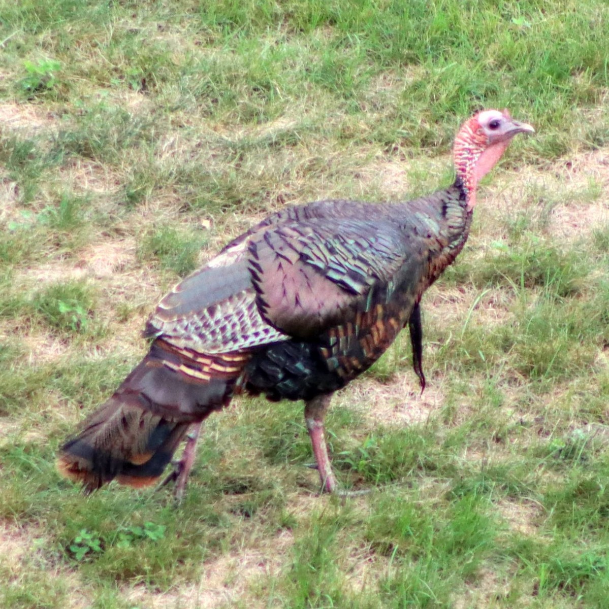 Wild Turkey - Kalpesh Krishna