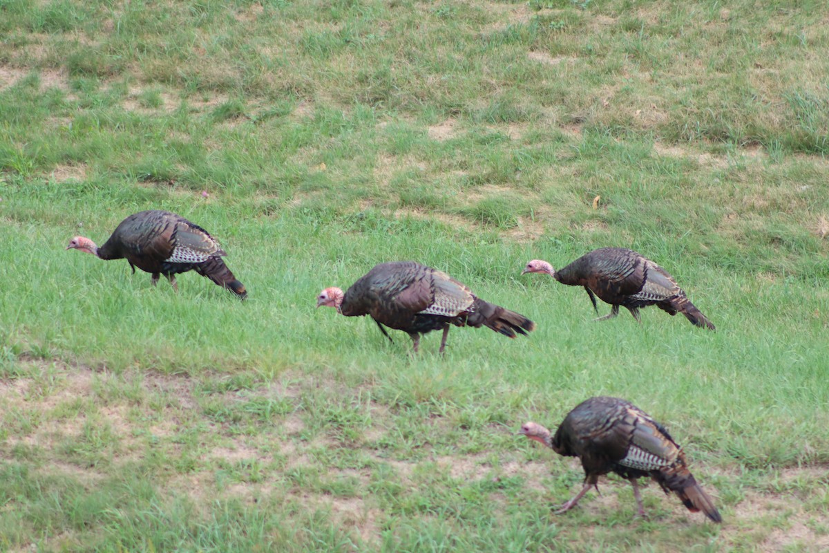 Wild Turkey - Kalpesh Krishna