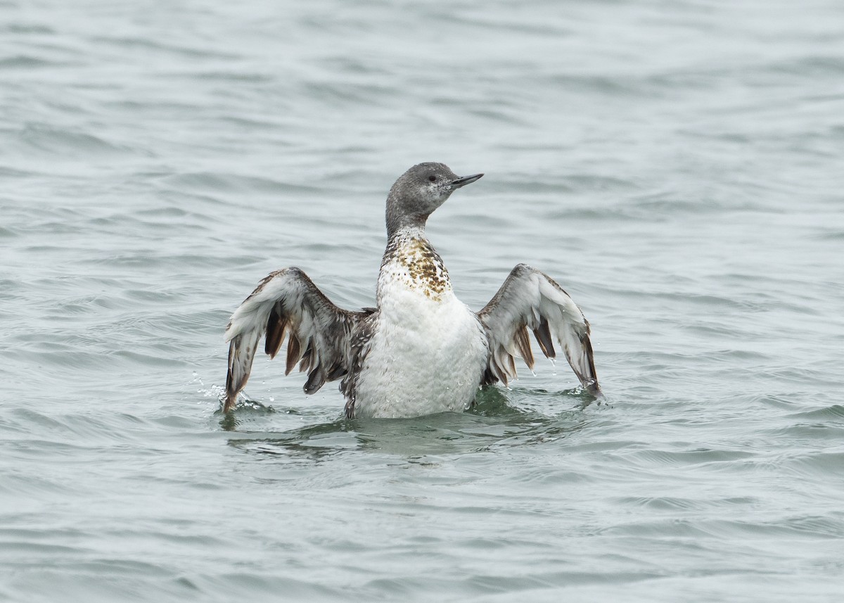 Red-throated Loon - ML260735061