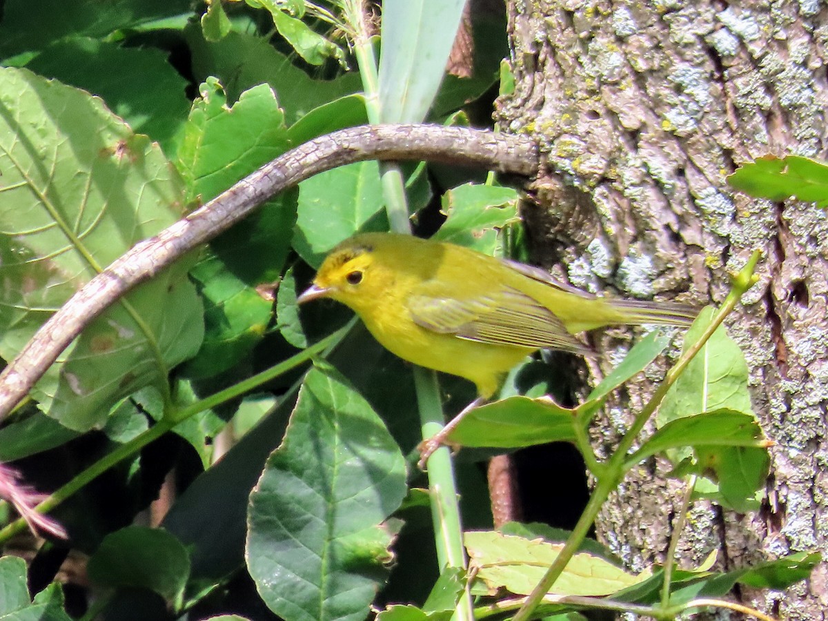 Wilson's Warbler - ML260738441