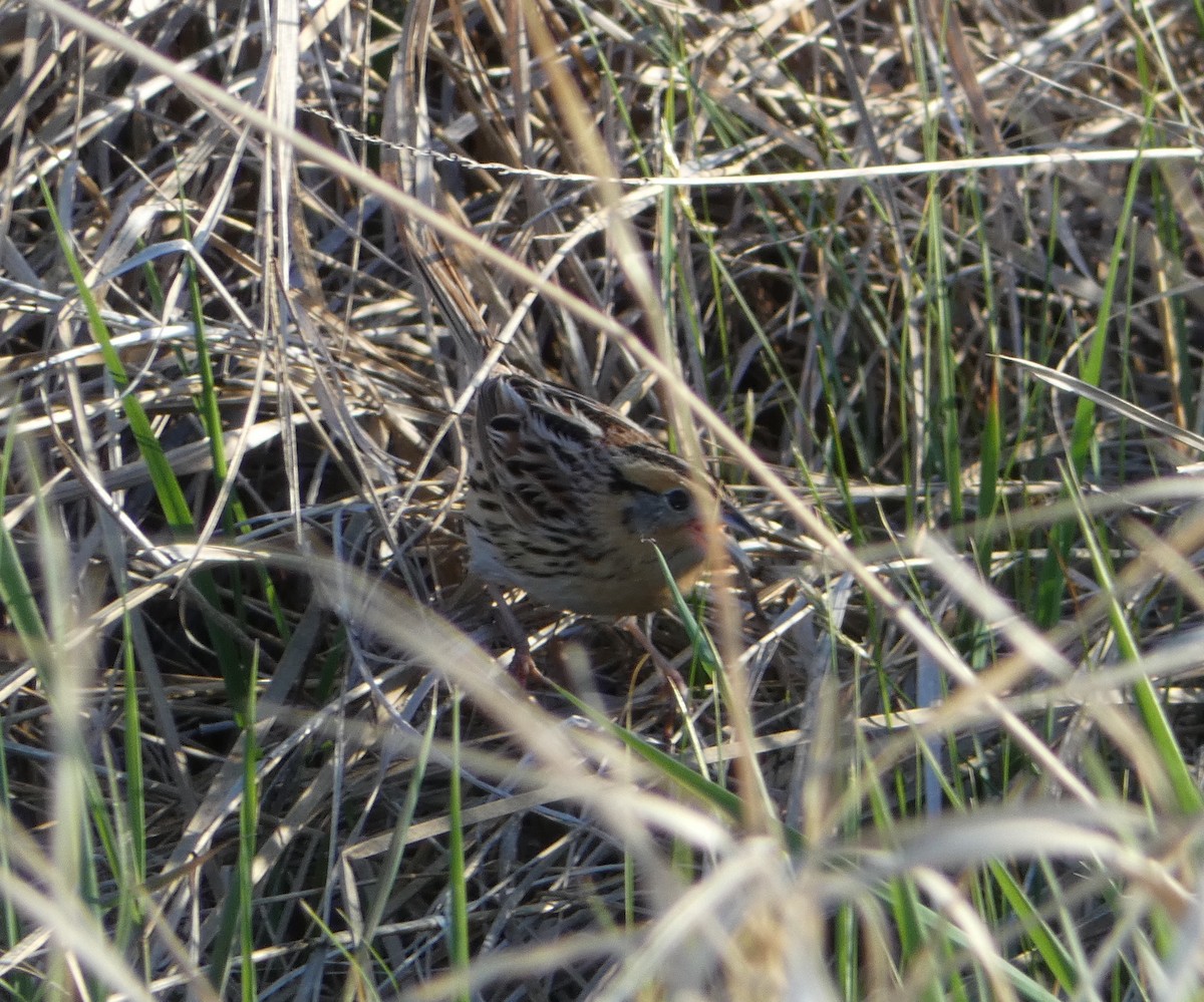 LeConte's Sparrow - ML260740241