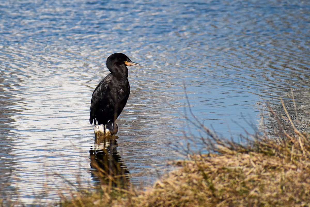 Cormorán Biguá - ML260740311